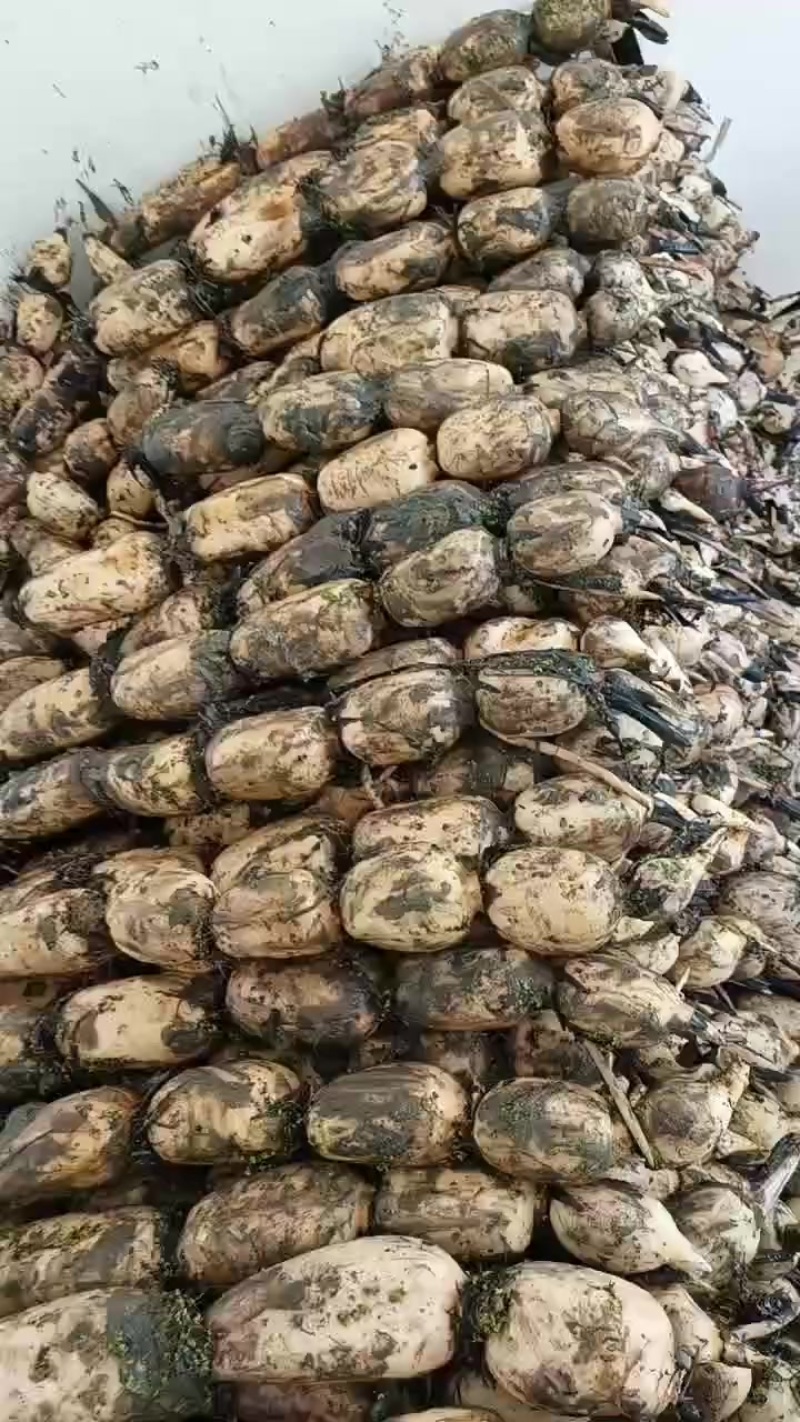 优质莲藕，货源稳定，诚信经营，价格合理，