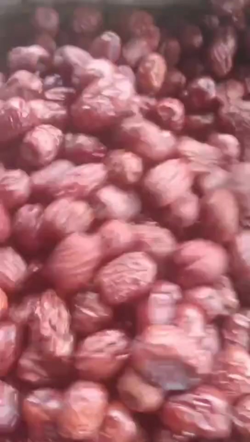 金丝小枣