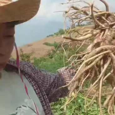 鲜货当归