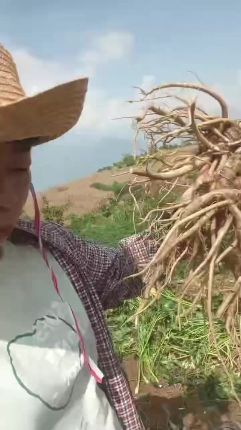 鲜货当归