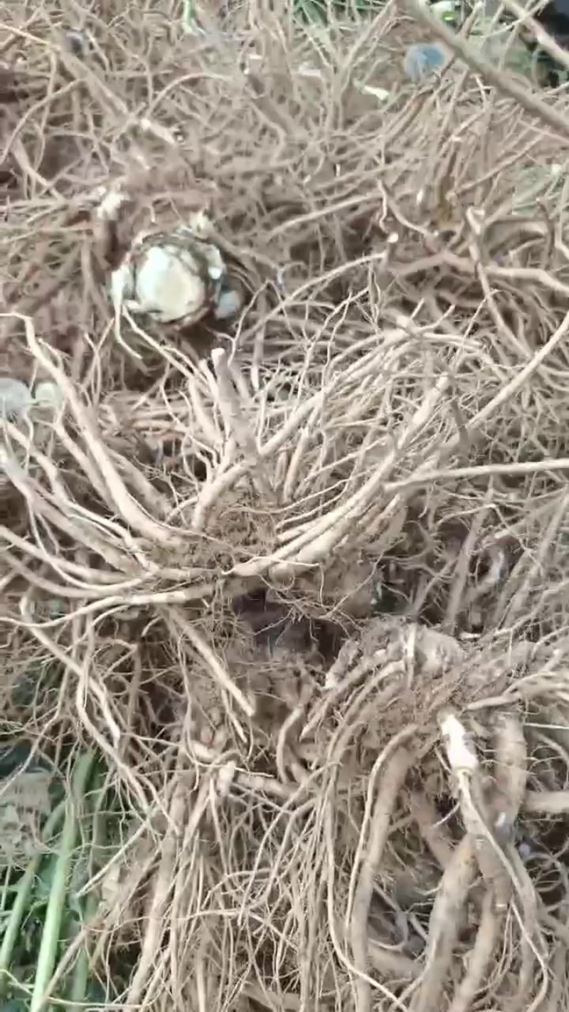 鲜货当归