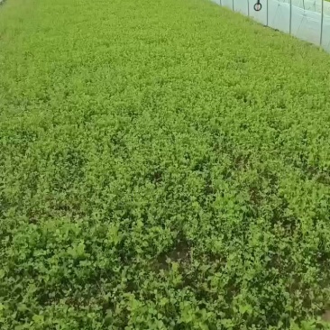 草头金花菜