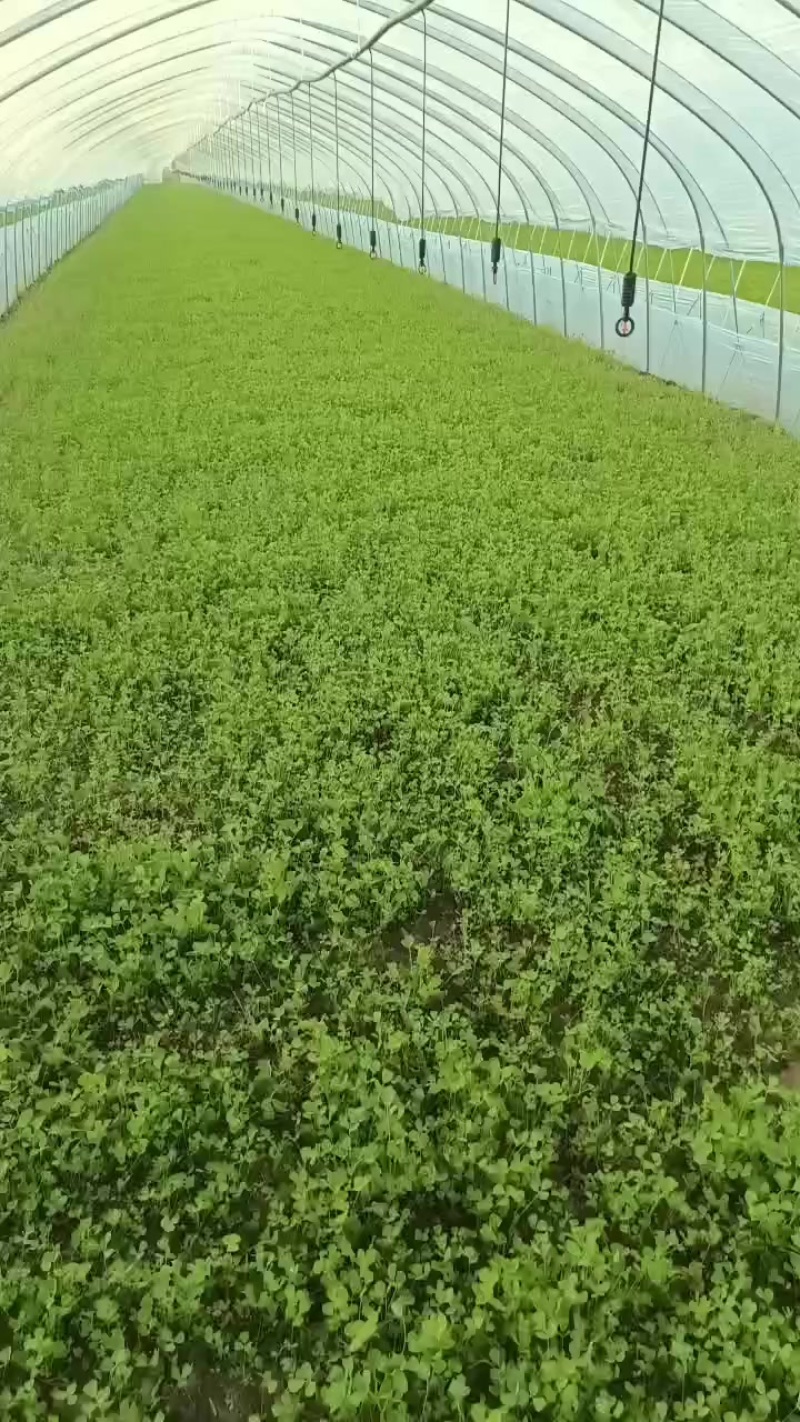 草头金花菜