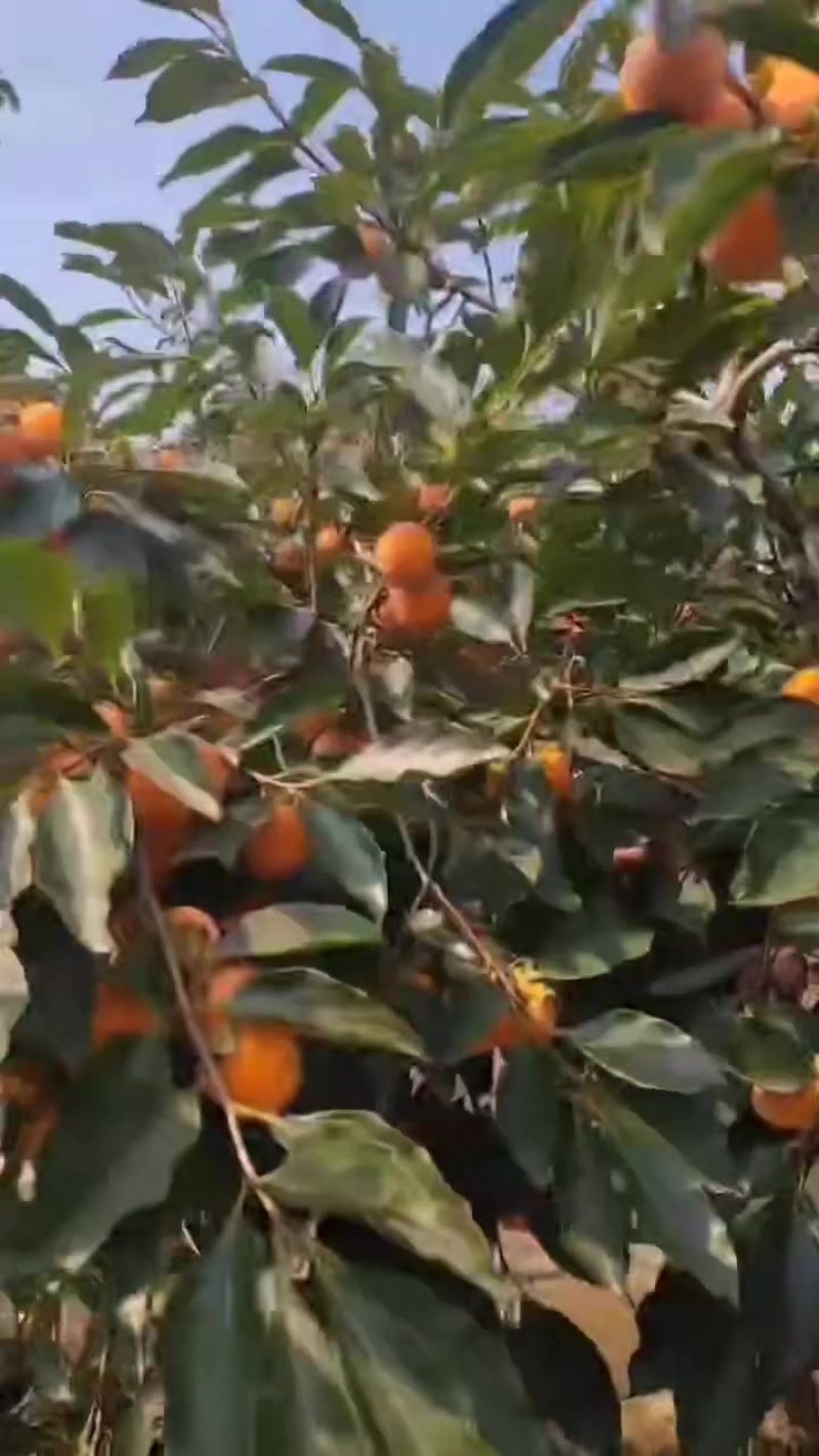 吊红大量上市中