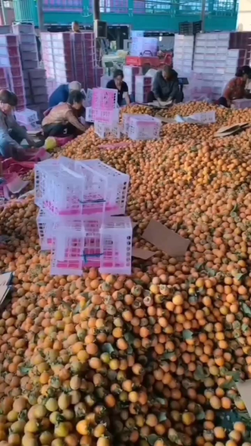 吊红大量上市中