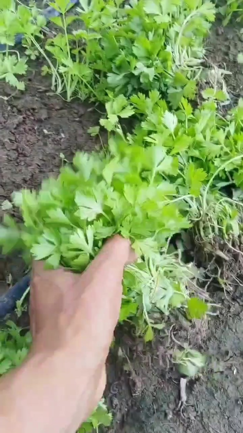 皇后西芹苗子