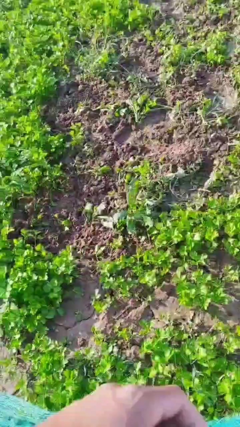 皇后西芹苗子