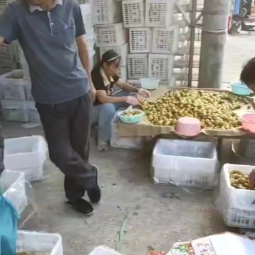 冬枣大量出售价格低口感好货源充足
