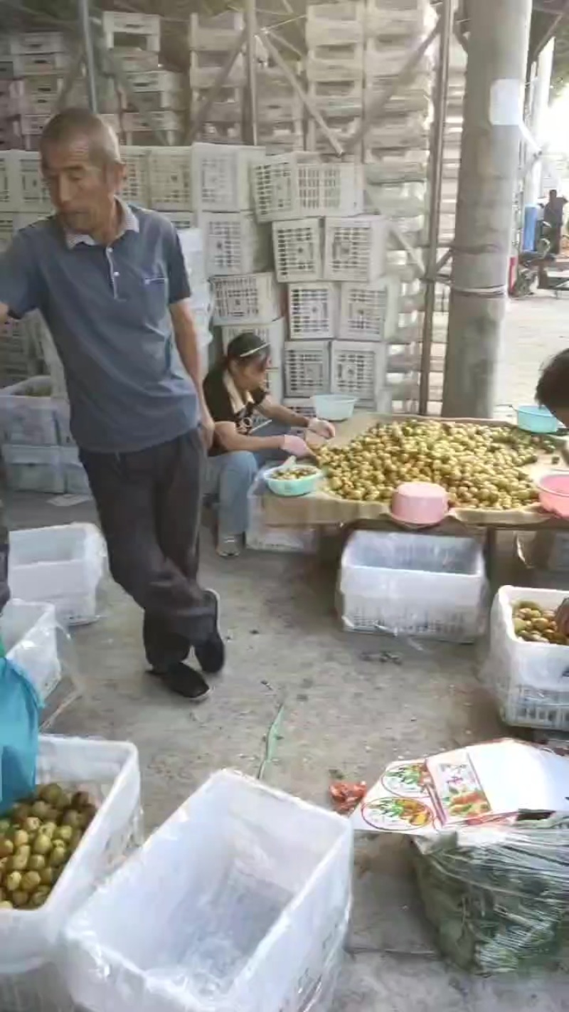 冬枣大量出售价格低口感好货源充足