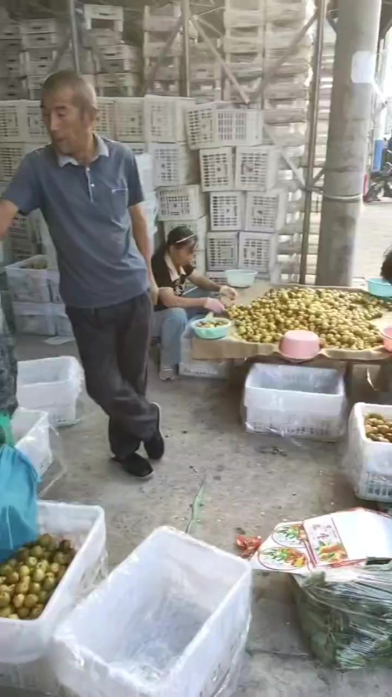 冬枣大量出售价格低口感好货源充足