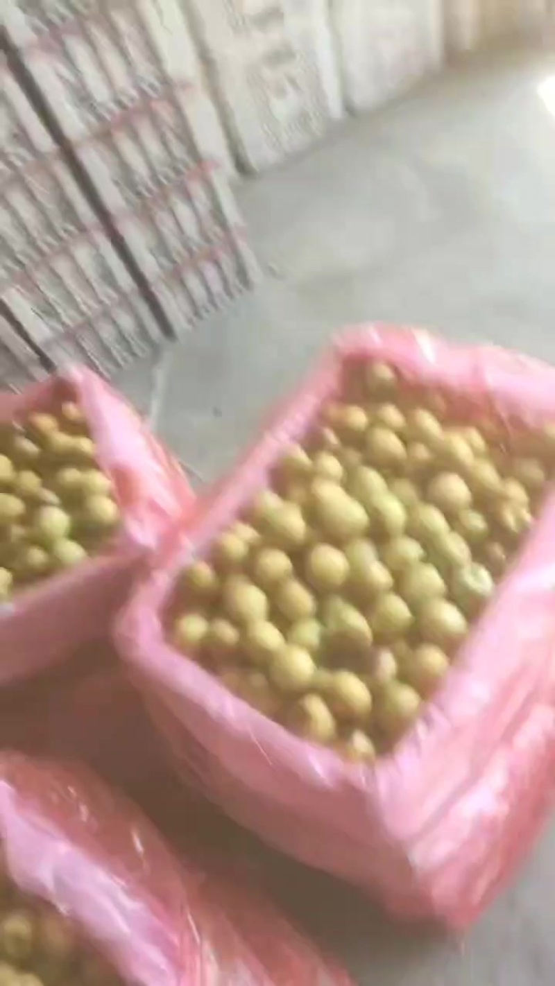 冬枣大量出售价格低口感好货源充足