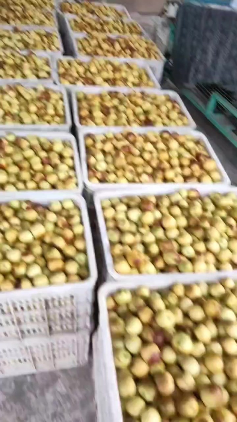 冬枣大量出售价格低口感好货源充足