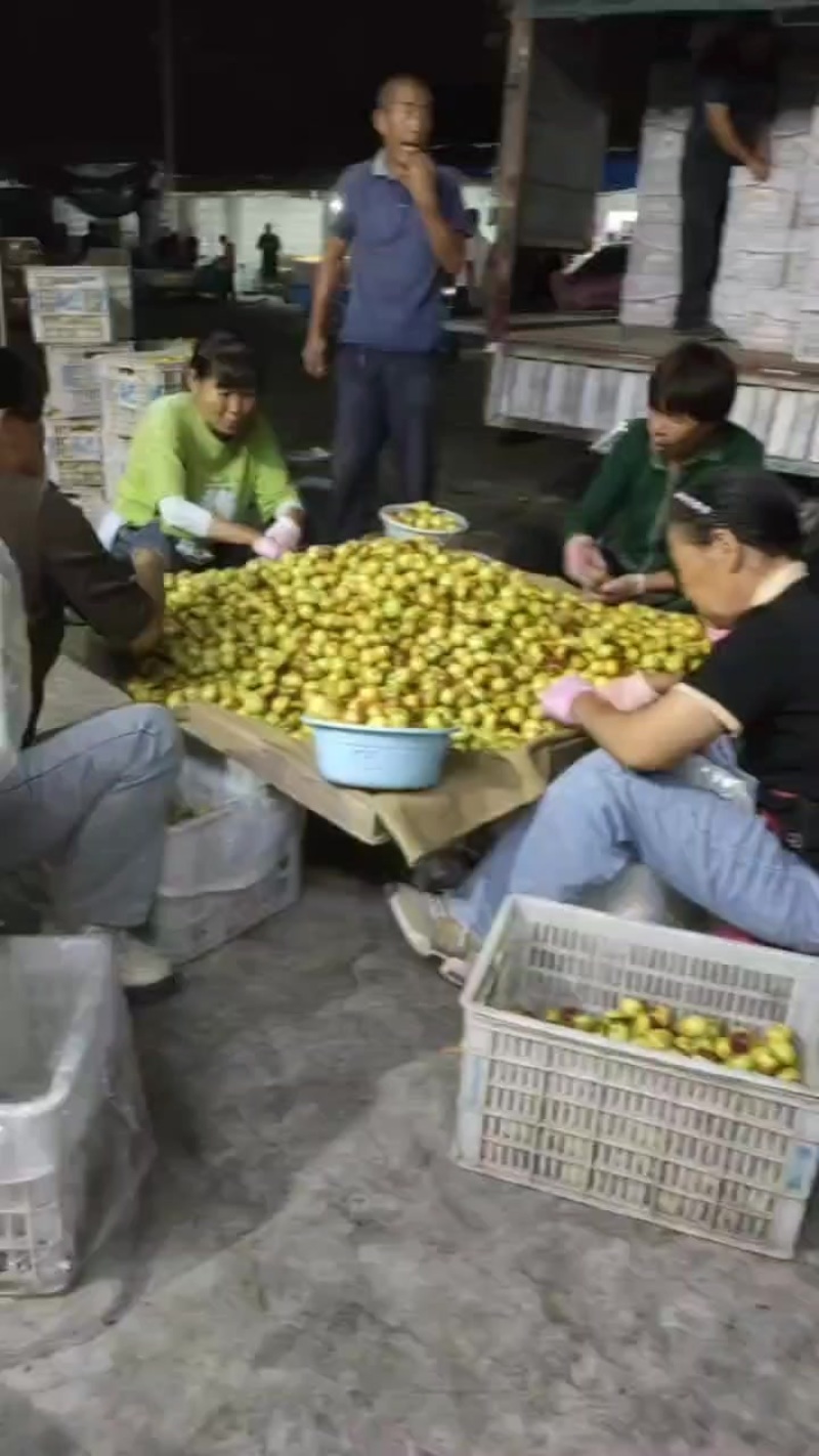 冬枣大量出售价格低口感好货源充足