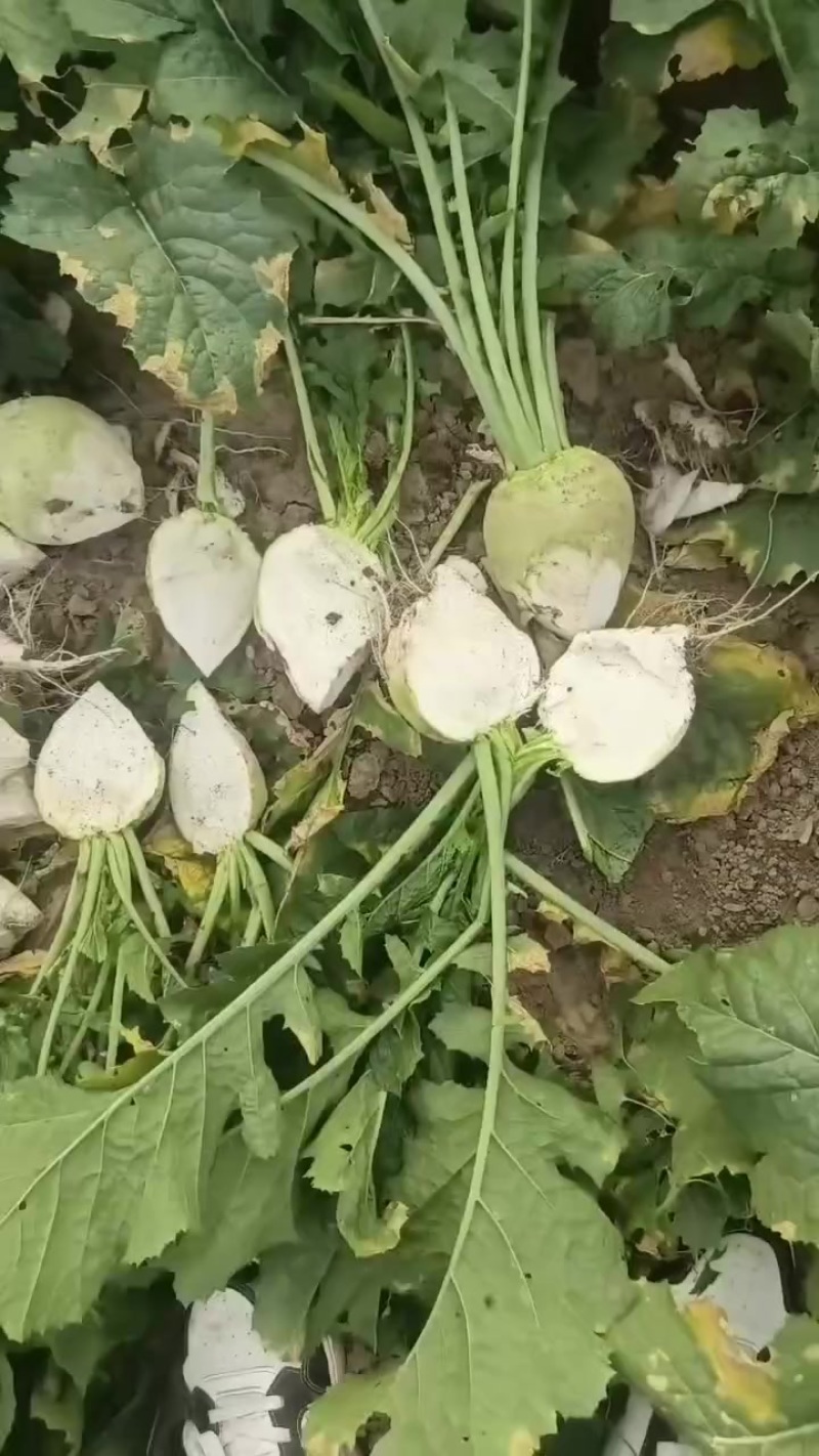 精品芥菜疙瘩