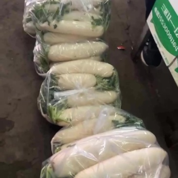 《推荐》河北邯郸精品白萝卜量大价优