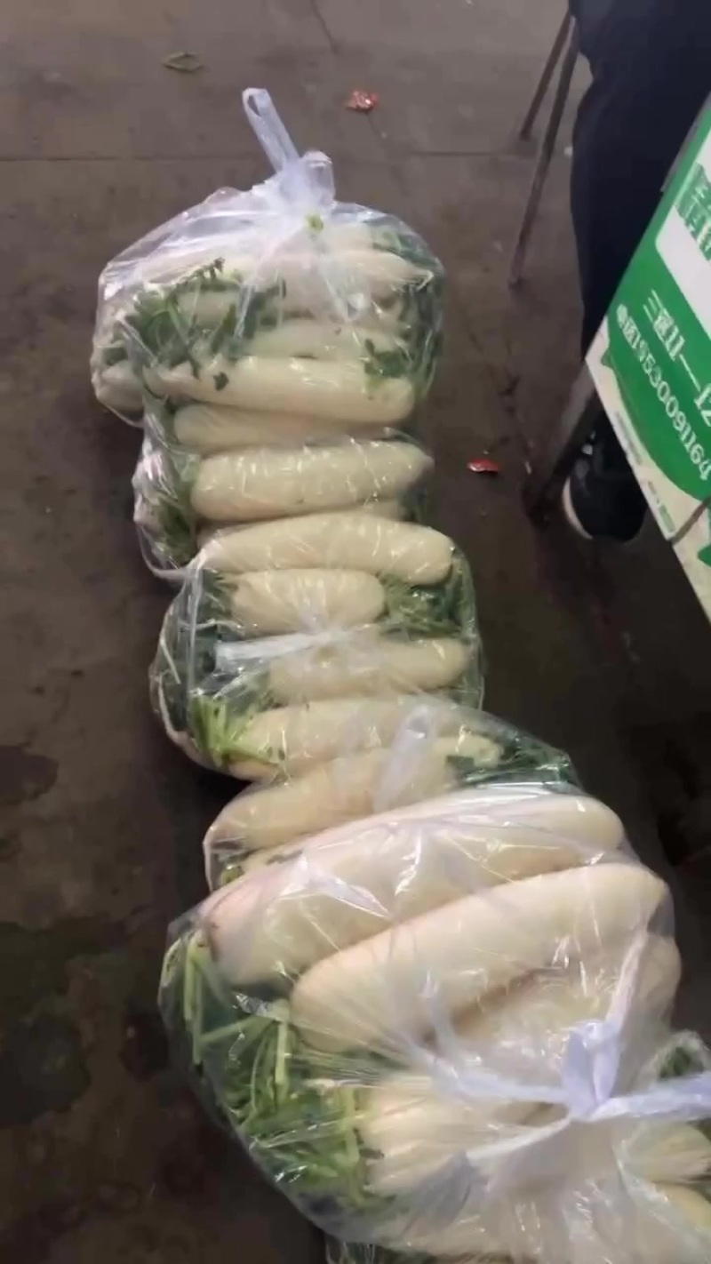 《推荐》河北邯郸精品白萝卜量大价优