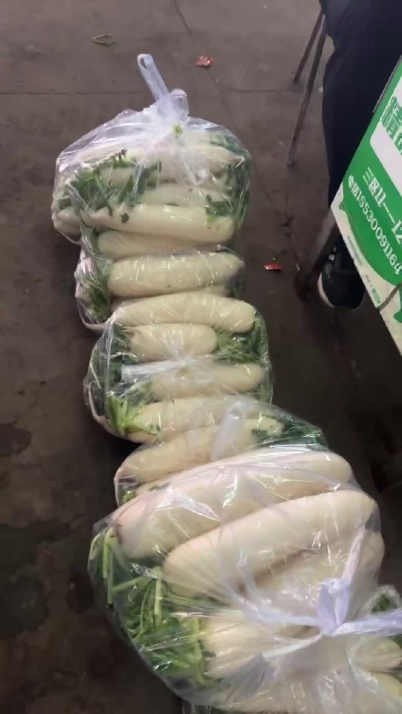 《推荐》河北邯郸精品白萝卜量大价优
