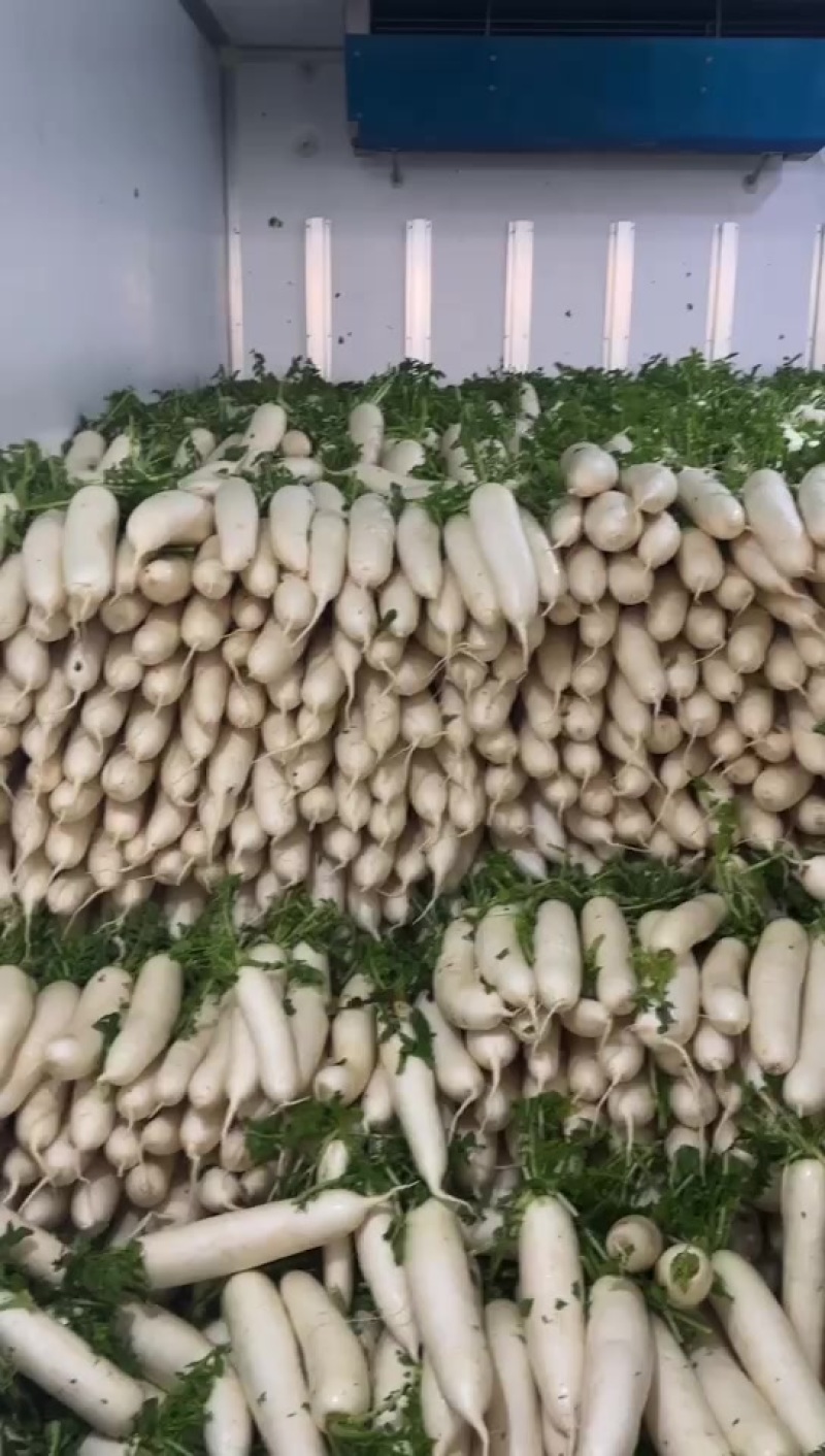 《推荐》河北邯郸精品白萝卜量大价优