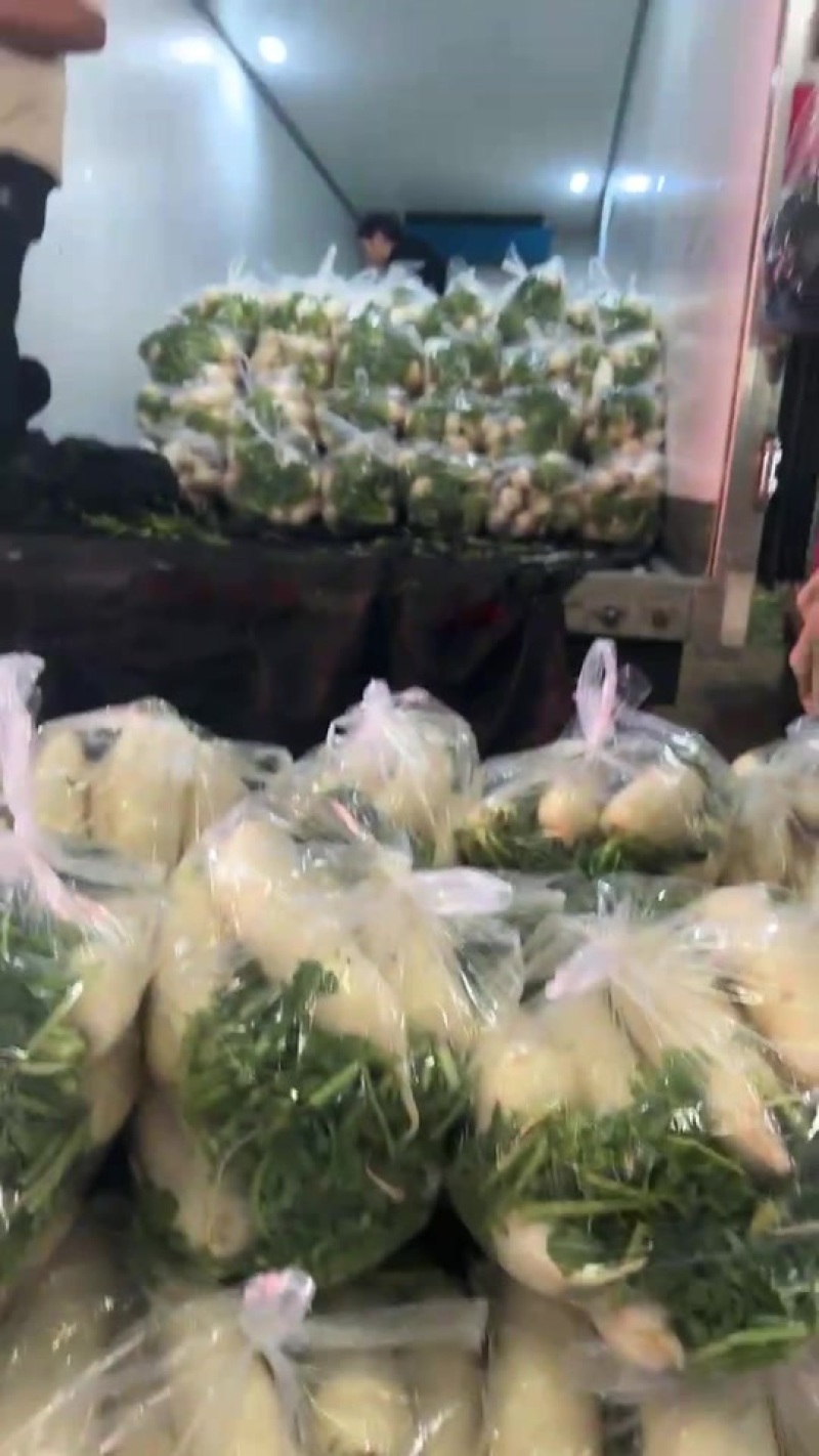 《推荐》河北邯郸精品白萝卜量大价优