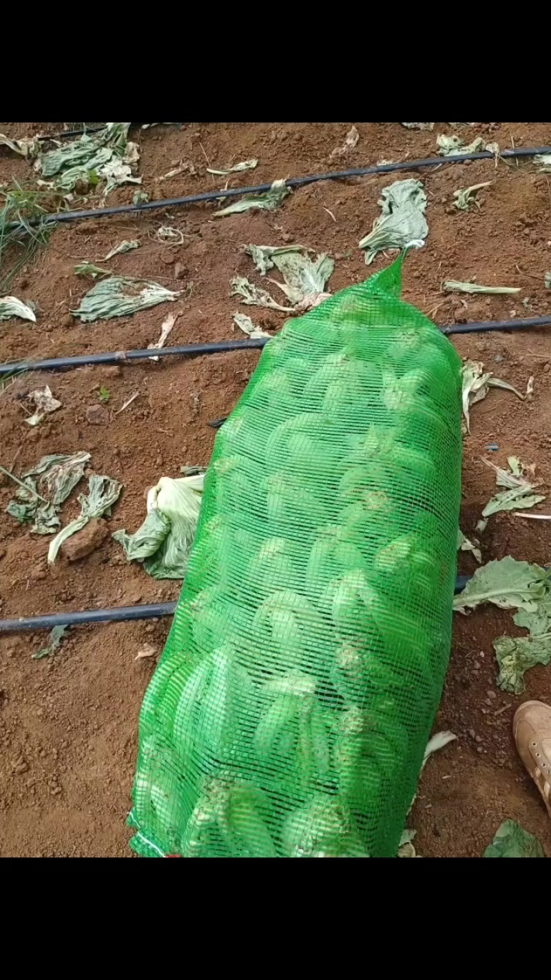芥菜大量现货，整车安排