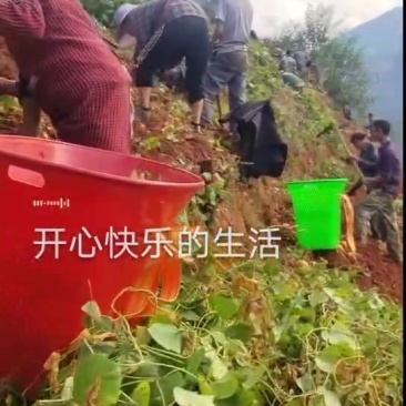 需要凉薯的老板赶快联系
