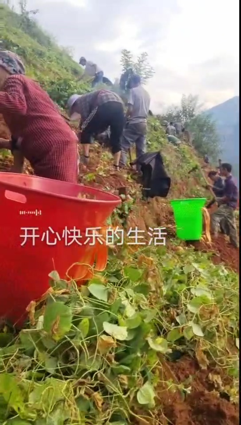 需要凉薯的老板赶快联系