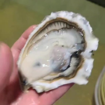 乳山三倍体，精品货，流通货，福建牡蛎