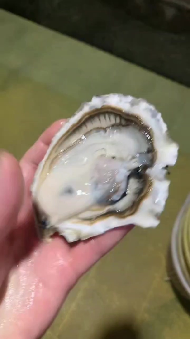 乳山三倍体，精品货，流通货，福建牡蛎
