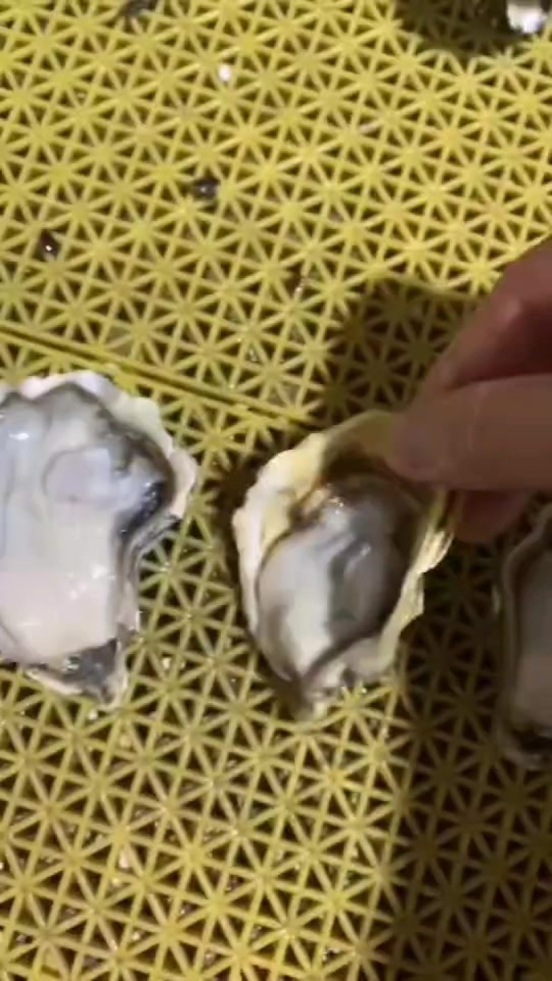 乳山三倍体，精品货，流通货，福建牡蛎