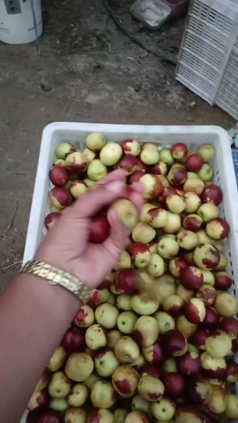沾化冬枣