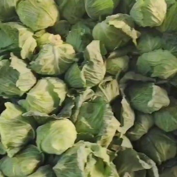 扁包菜