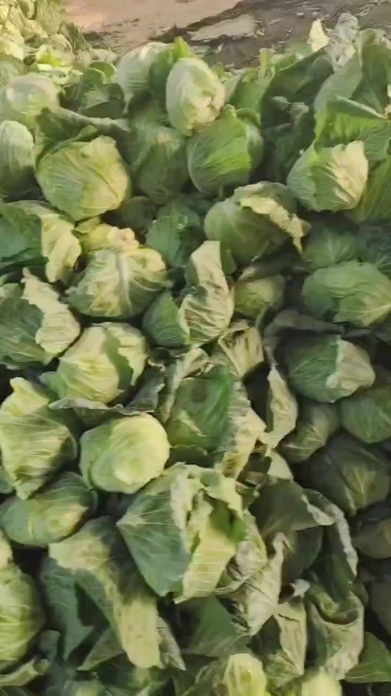 扁包菜