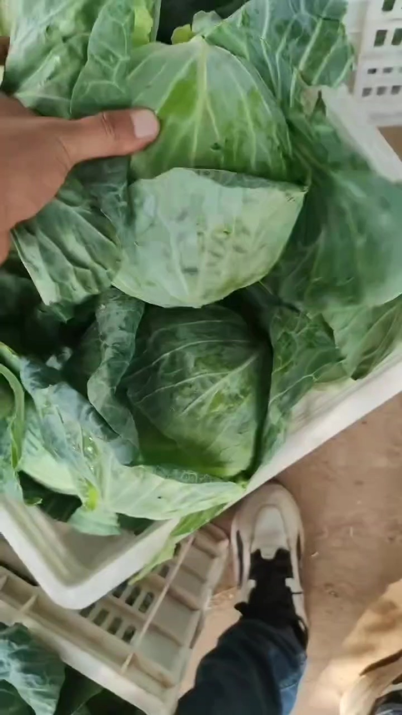扁包菜