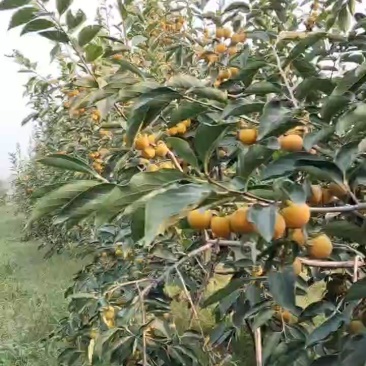 火葫芦柿子