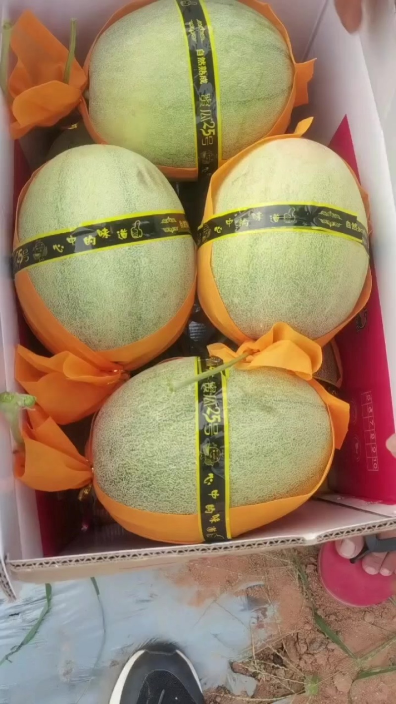 海南晓蜜二十五号大量上市，品质优良，欢迎各位老板电话联系
