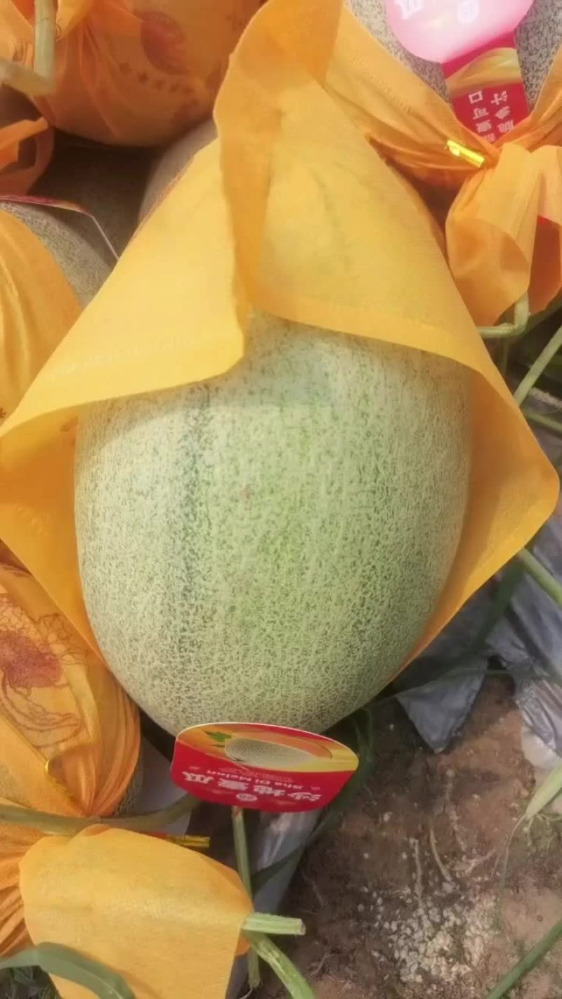 海南晓蜜二十五号大量上市，品质优良，欢迎各位老板电话联系