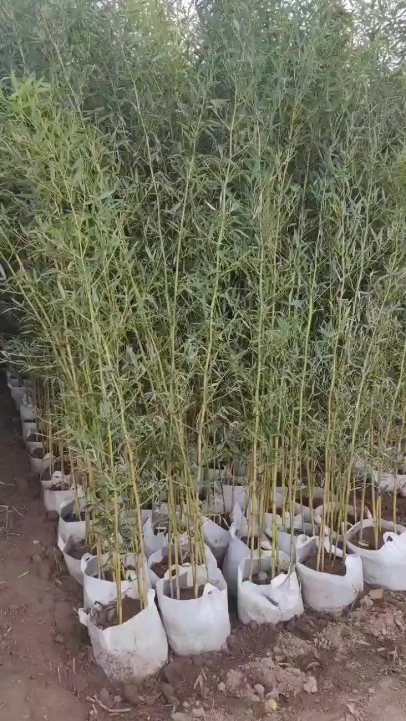金镶玉袋苗