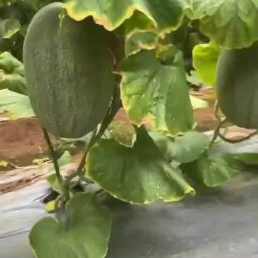 晓蜜25