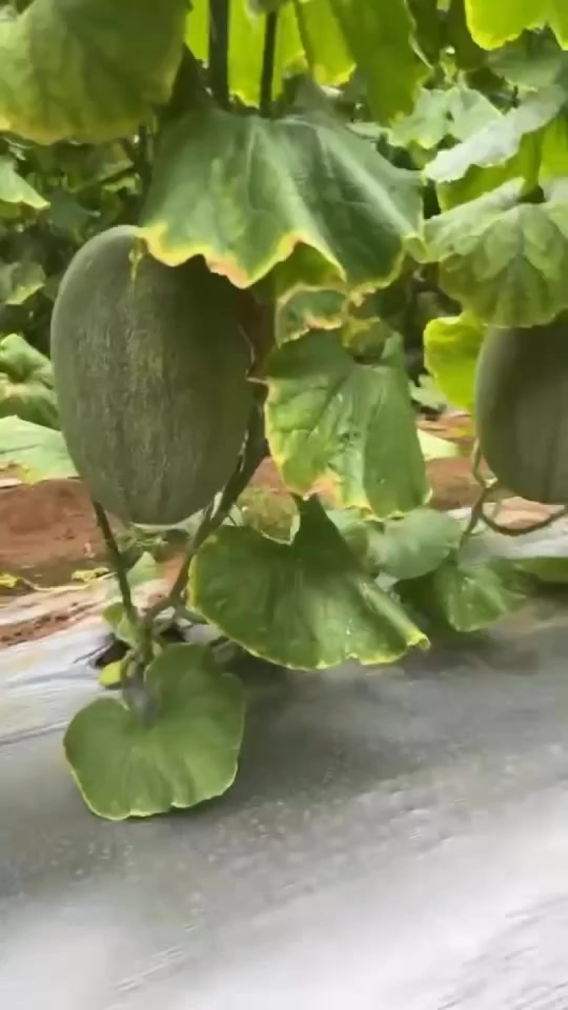 晓蜜25