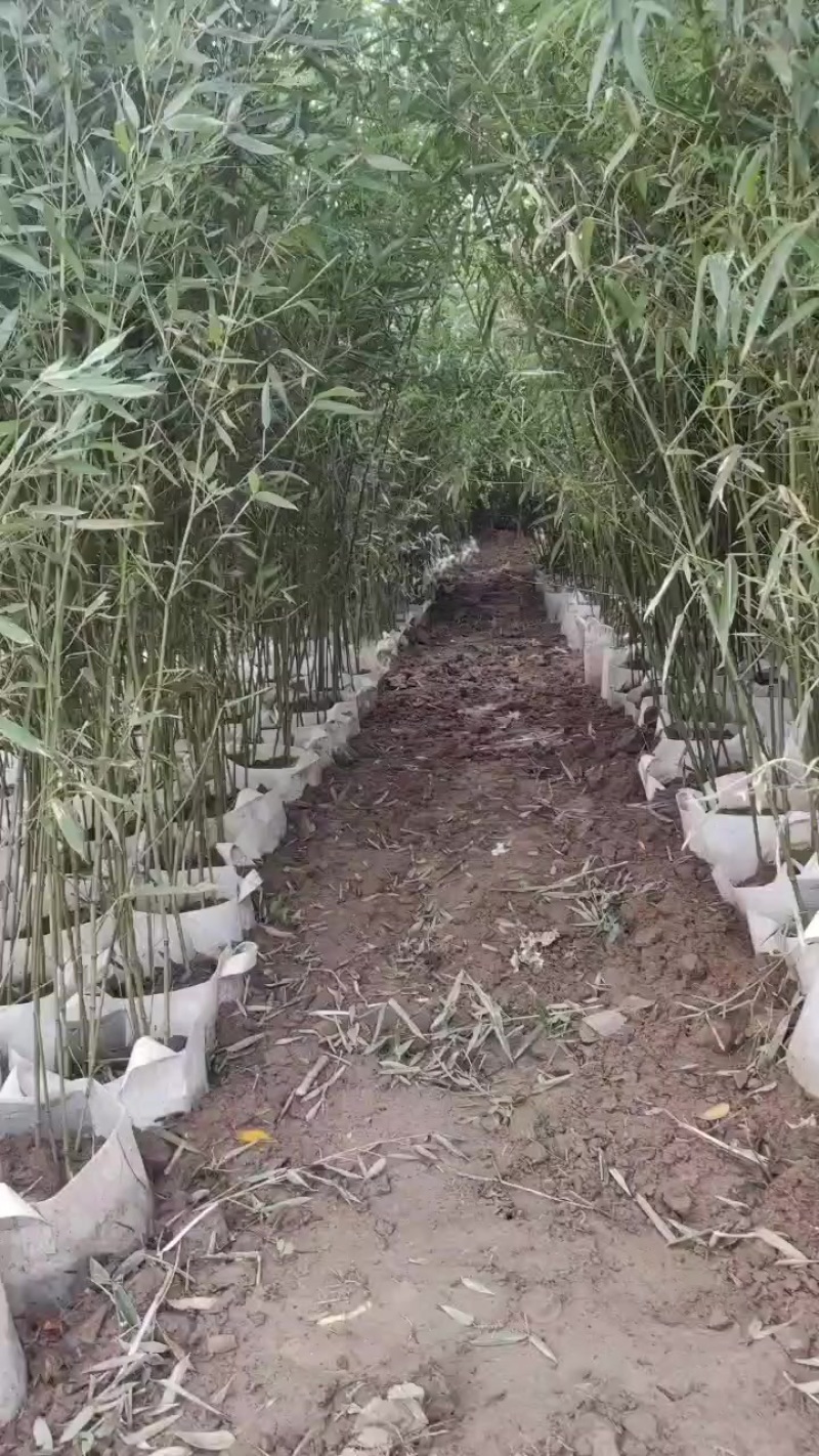 四季竹袋苗