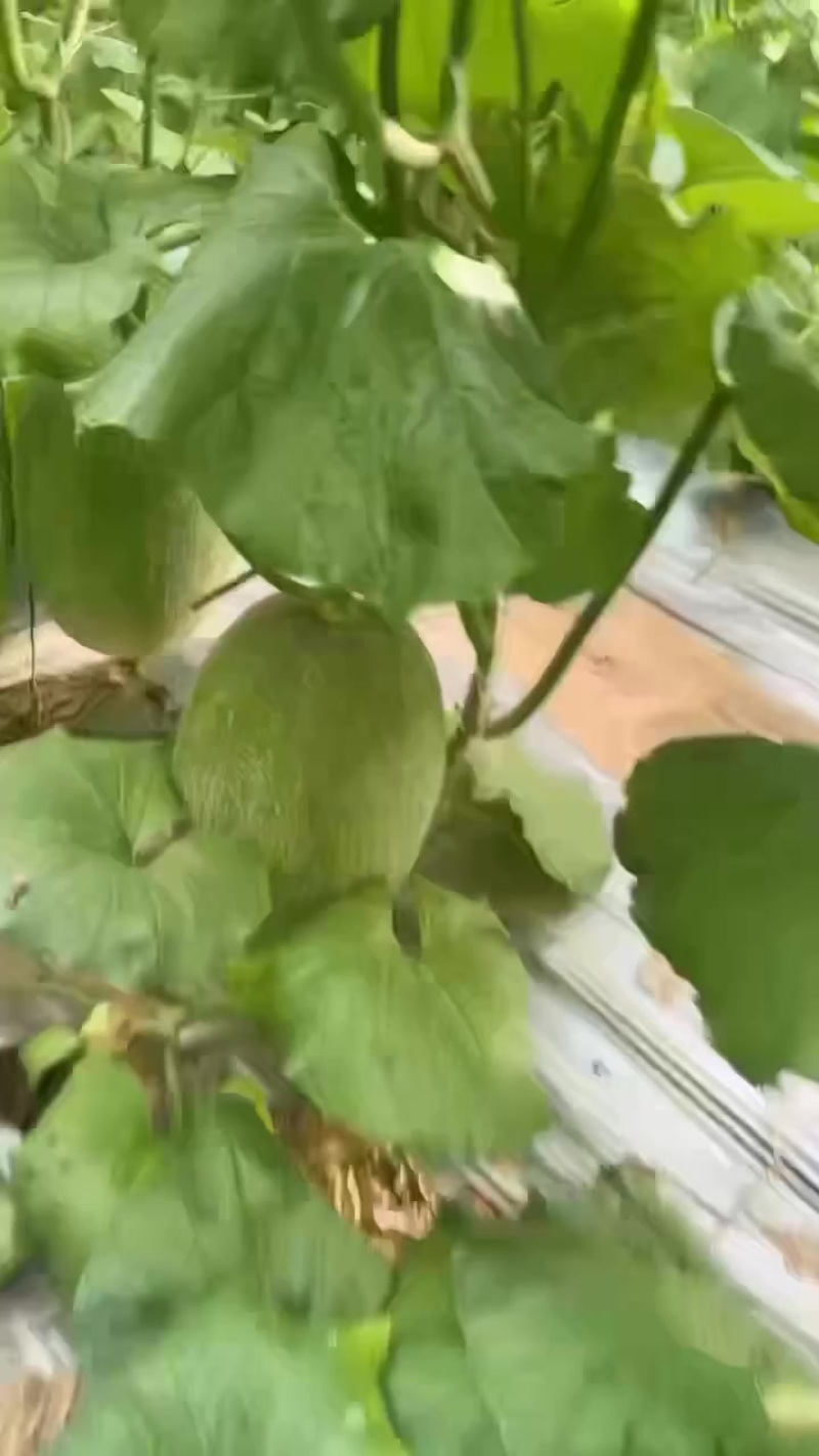 晓蜜25
