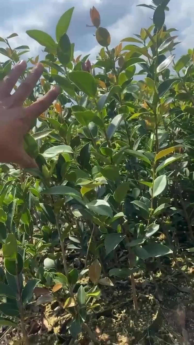 当年苗油茶苗嫁接苗，两年苗，有需要的老板随时联系我