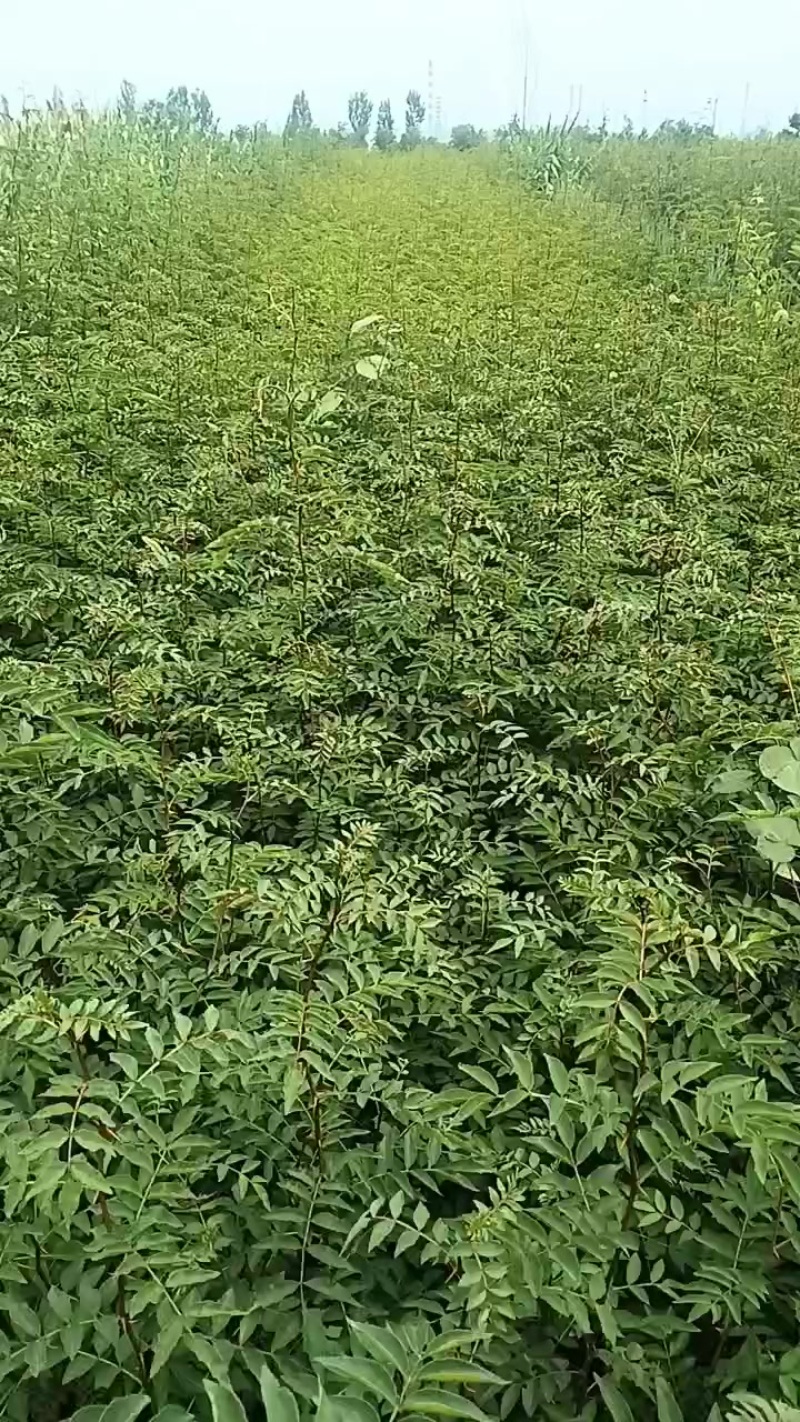 大红袍无刺花椒苗