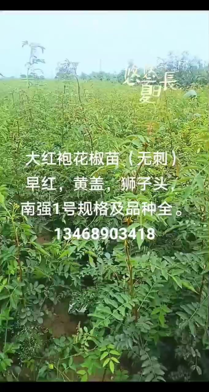 大红袍无刺花椒苗
