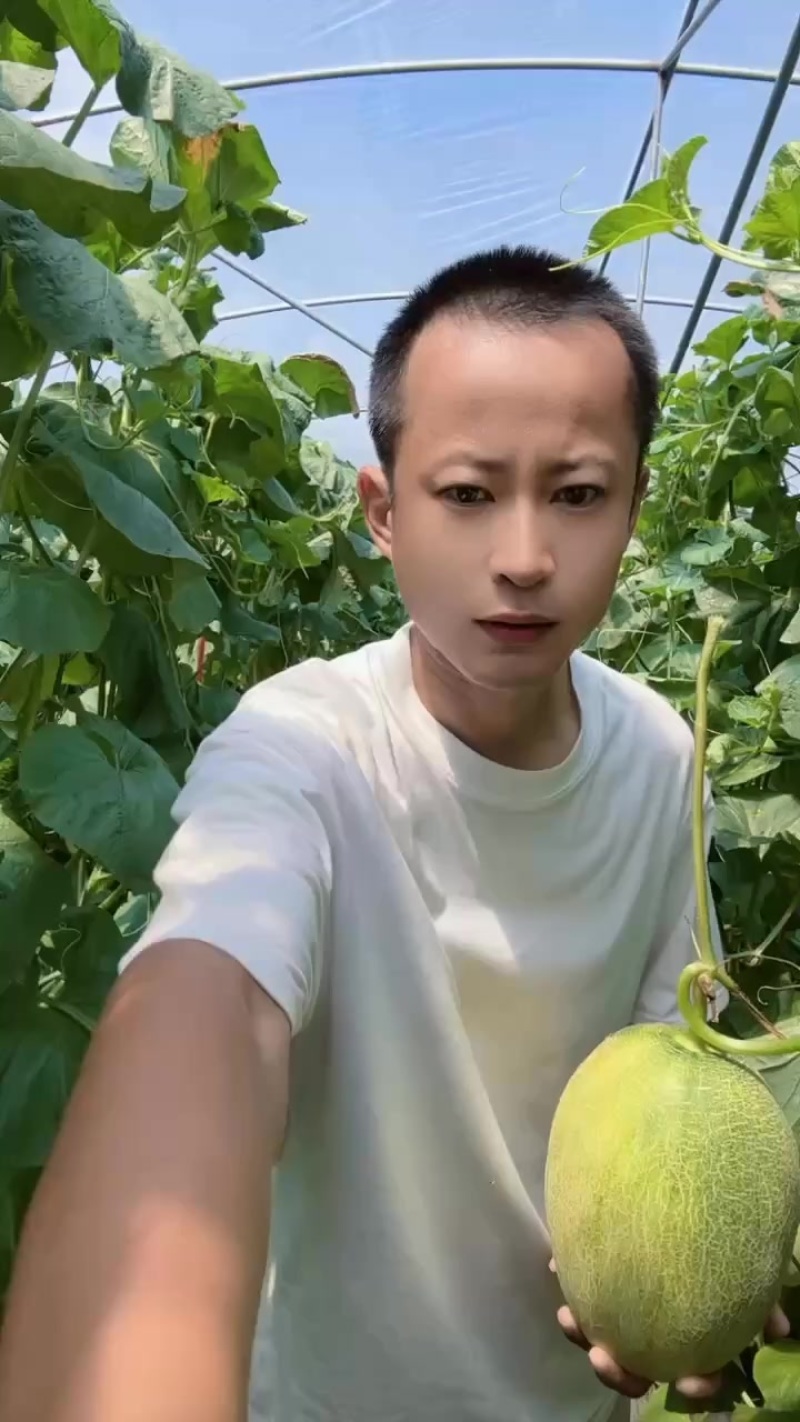 晓蜜25号