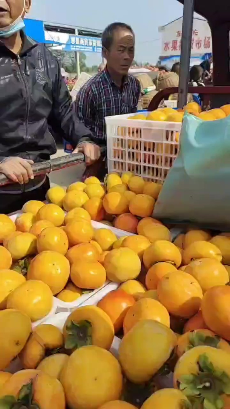 阳丰脆柿