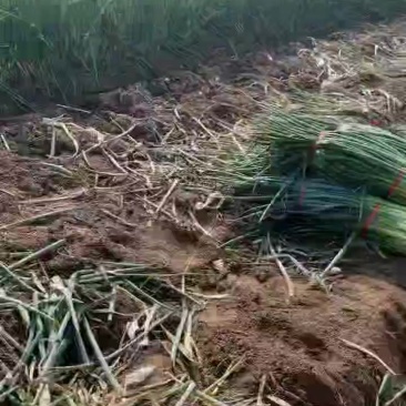 章丘大葱香甜可口需要的老板联系我哦