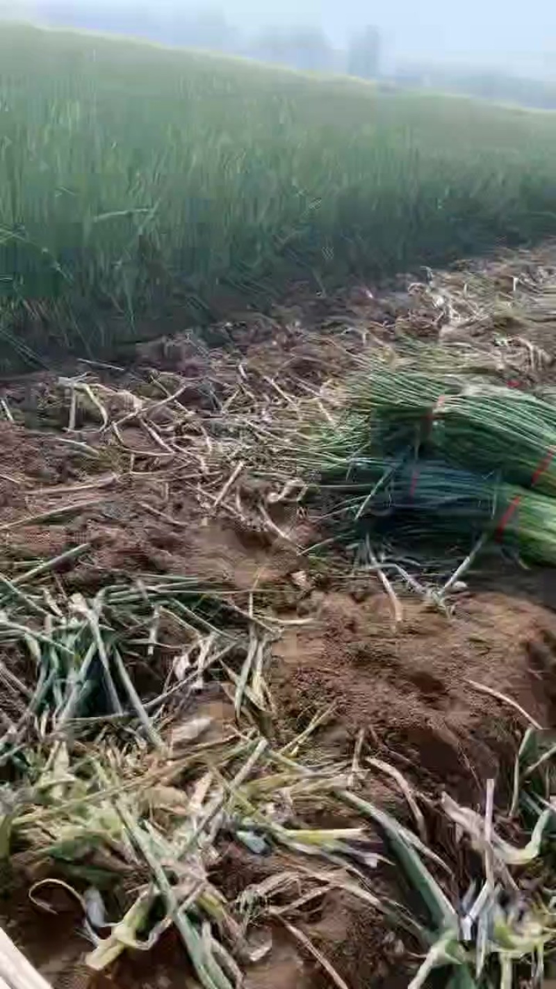 章丘大葱香甜可口需要的老板联系我哦