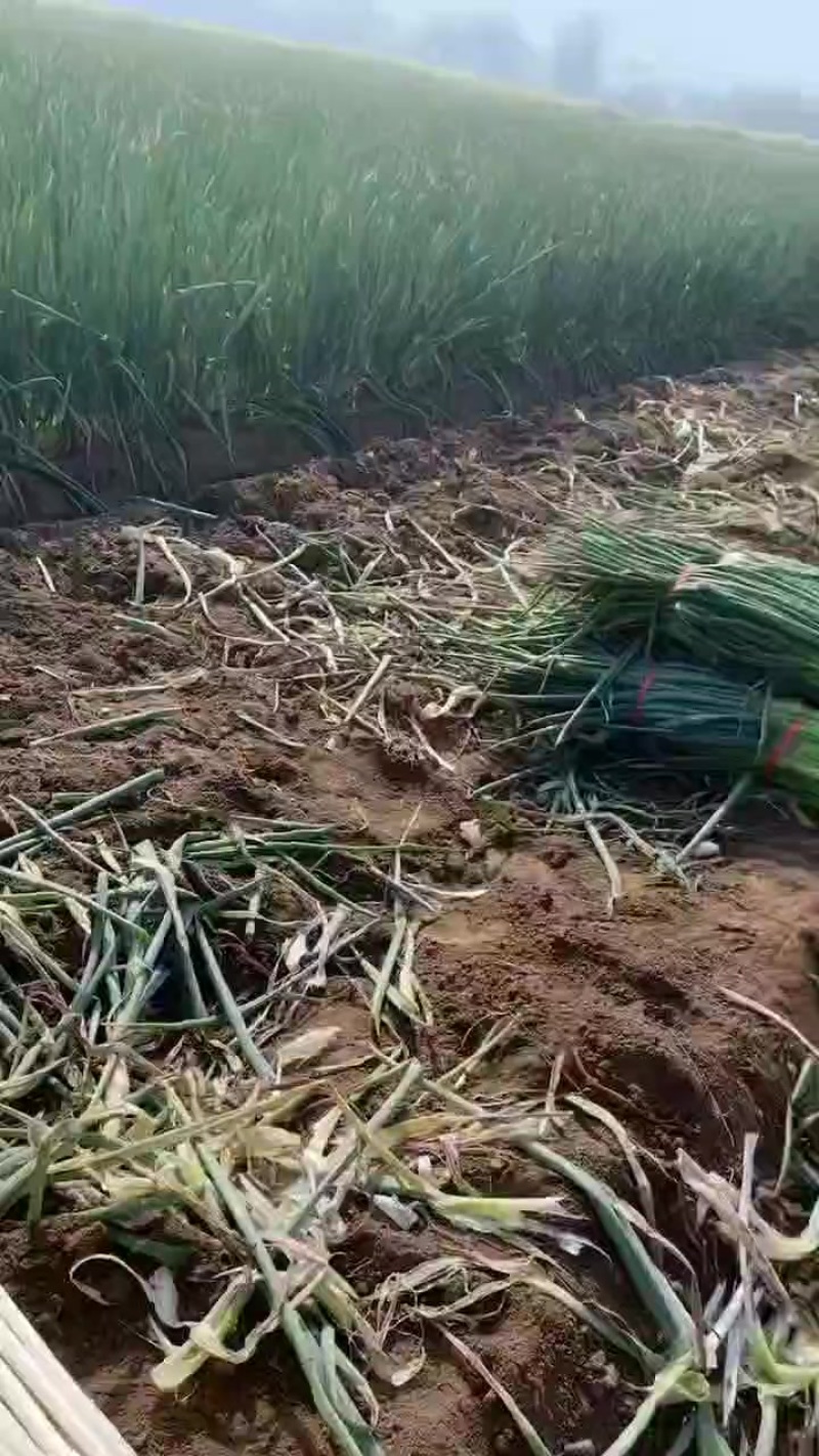 章丘大葱香甜可口需要的老板联系我哦