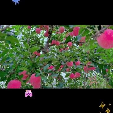 甘肃红富士现货大量有货